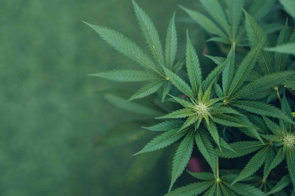 Top 6 meilleures variétés de fleur chanvre anti-stress